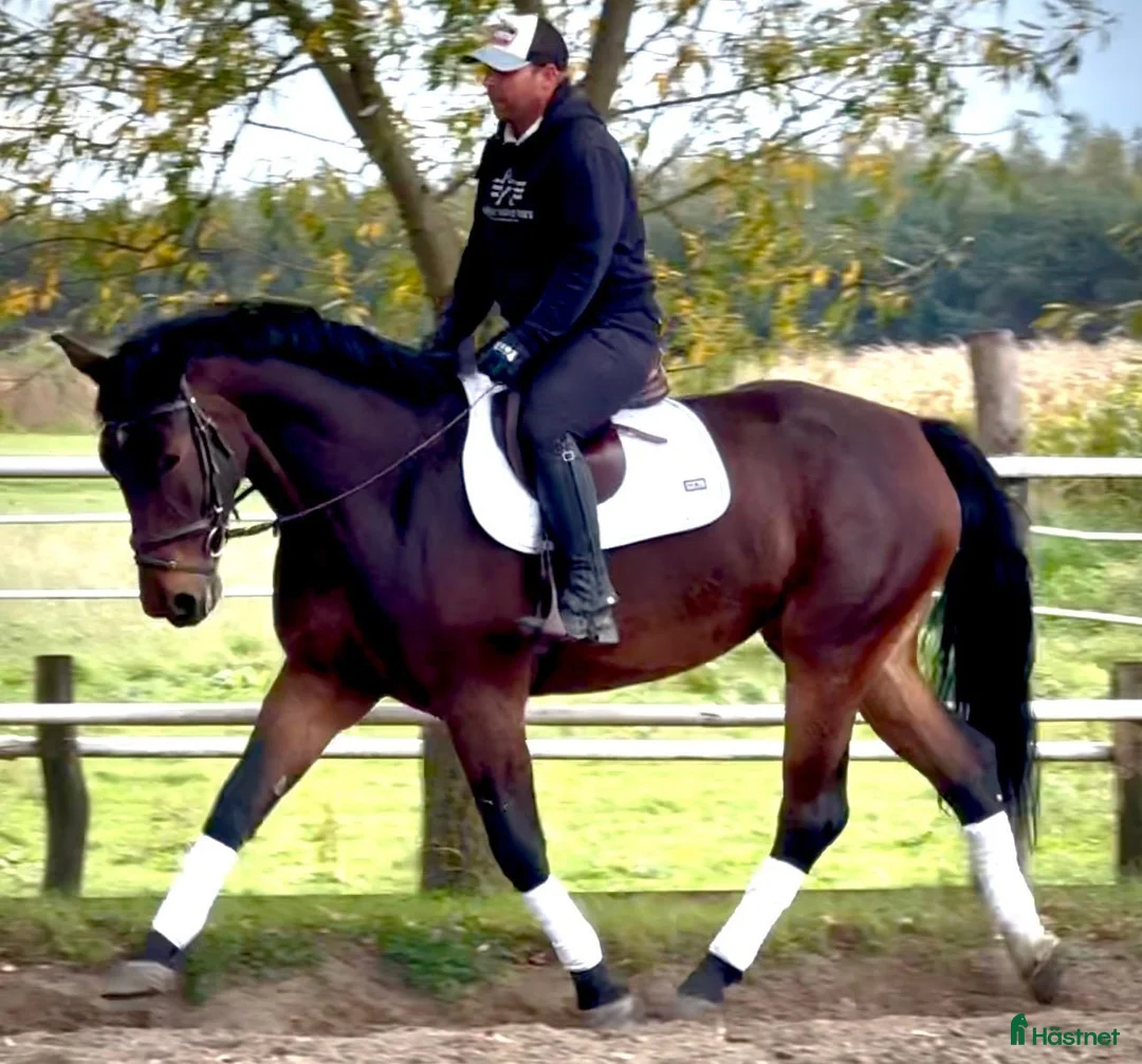 Allround hästar till salu: Hera-6-yo-Silesian Mare |168 cm| Calm&Easy to Ride - Annons 2
