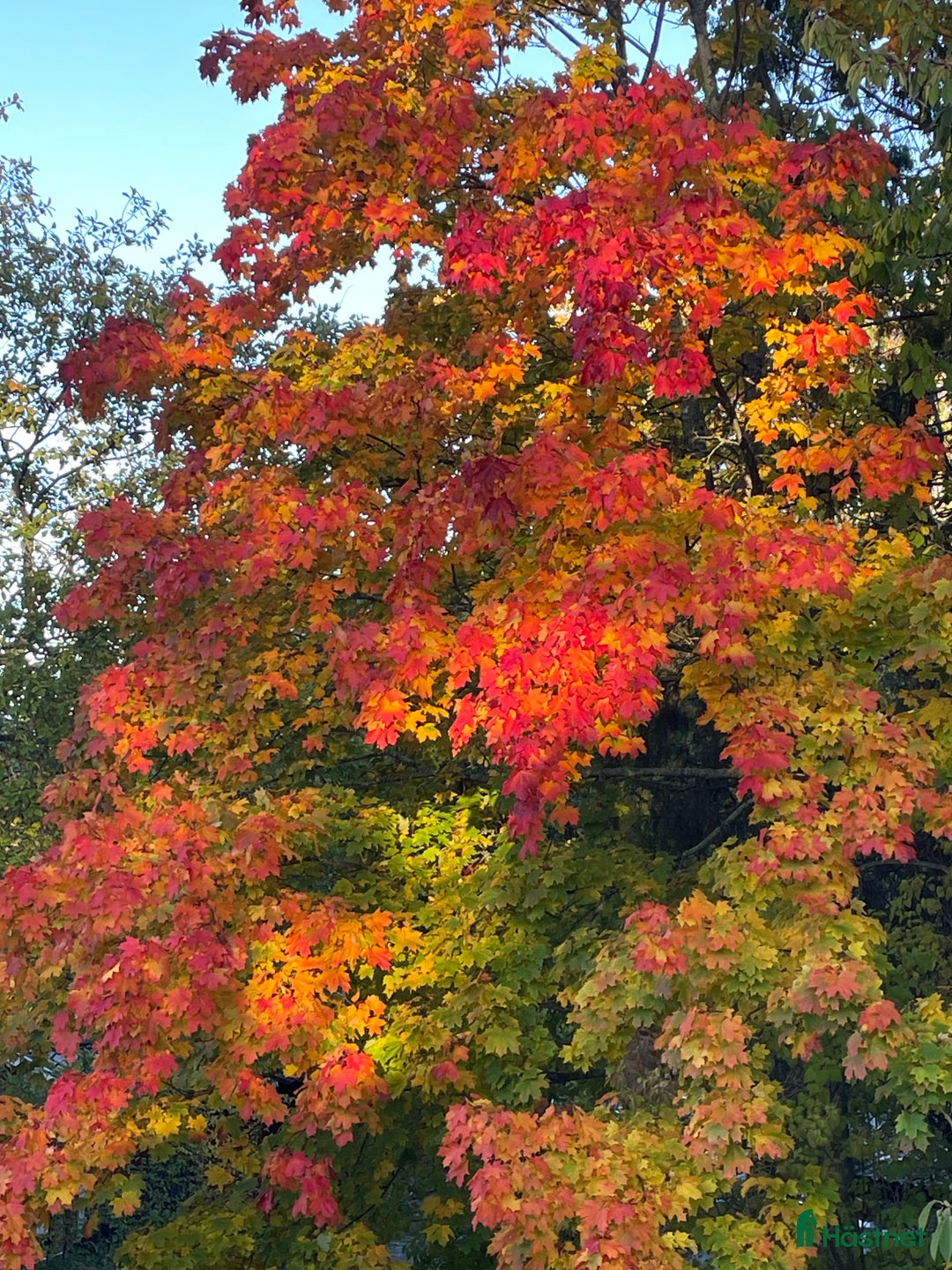  medryttarhäst sökes: Höst/ponny sökes till vuxen, ringrostig kvinna i Trångsund - Annons 1