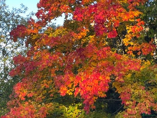 medryttarhäst sökes: Höst/ponny sökes till vuxen, ringrostig kvinna i Trångsund - Annons 1