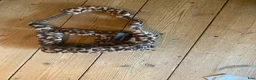 Övrig Hästutrustning hästutrustning till salu: Leopard grimma aldrig andvänd  i Töllsjö - Annons 4