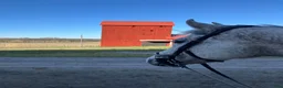  medryttarhäst finnes: Medryttare/ delfodervärd sökes Uppsala/Knivsta - Annons 2
