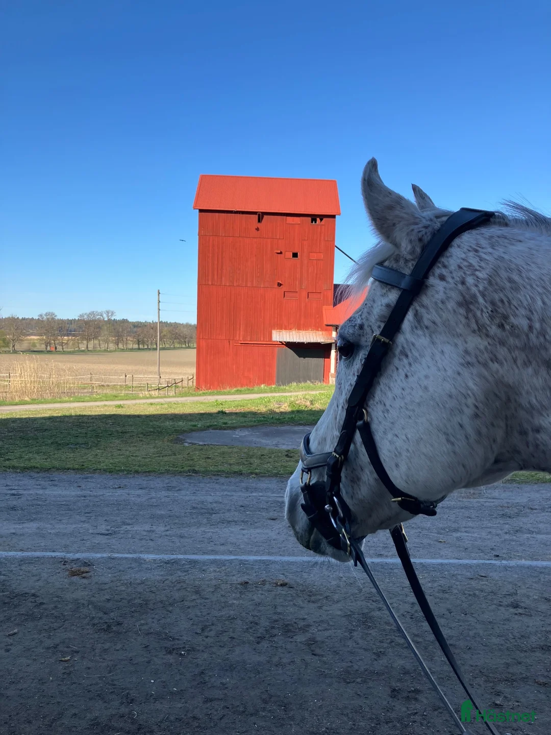  medryttarhäst finnes: Medryttare/ delfodervärd sökes Uppsala/Knivsta - Annons 2