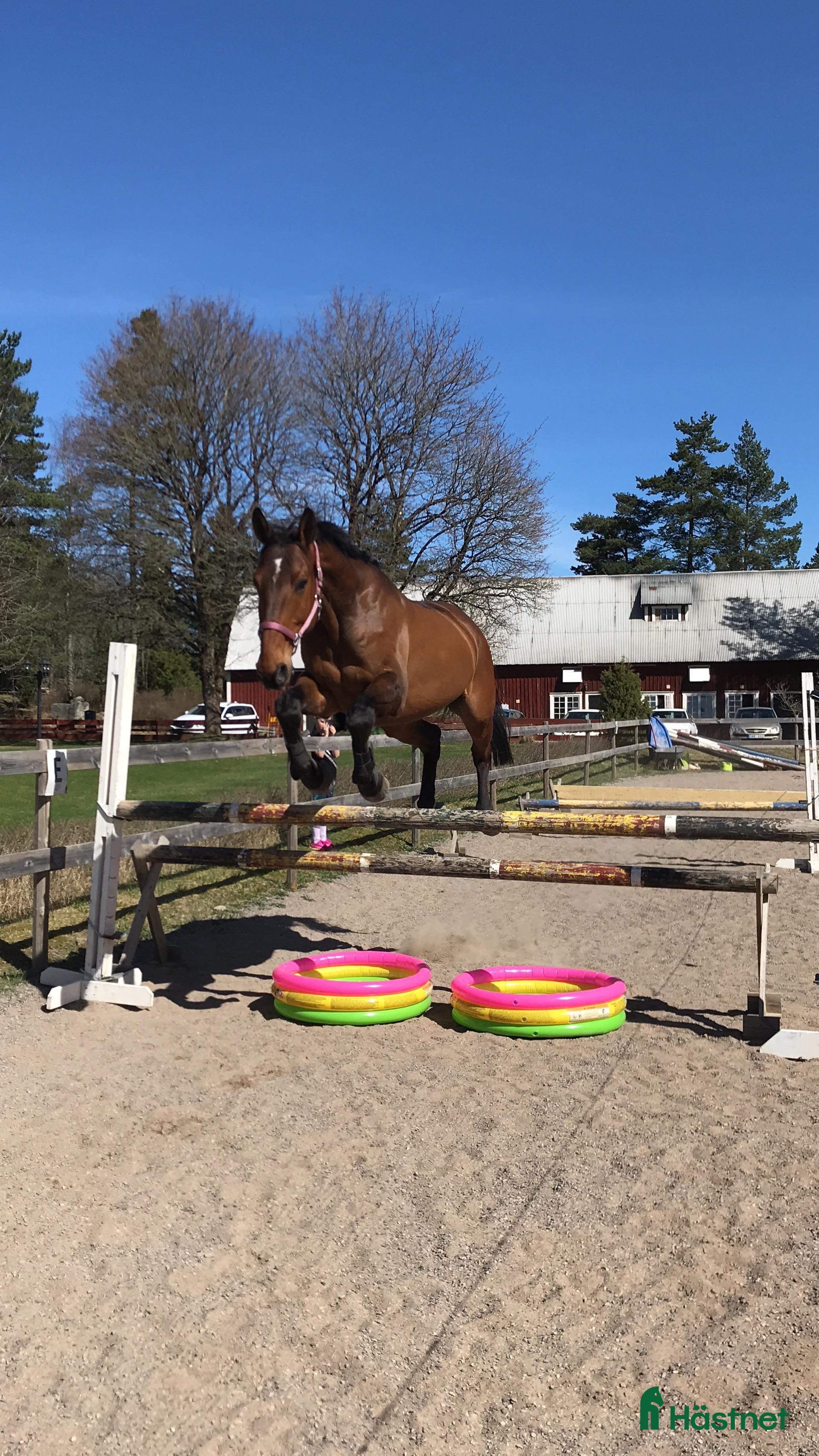  hästar Rolig allround/hobbyhäst  - Annons 18