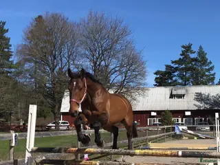 hästar Rolig allround/hobbyhäst - Annons 18