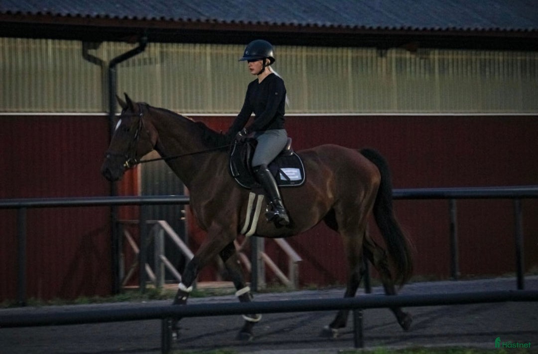 Hoppning hästar till salu: Okomplicerad 3åring för framtiden ☀️ i Linköping - Annons 6