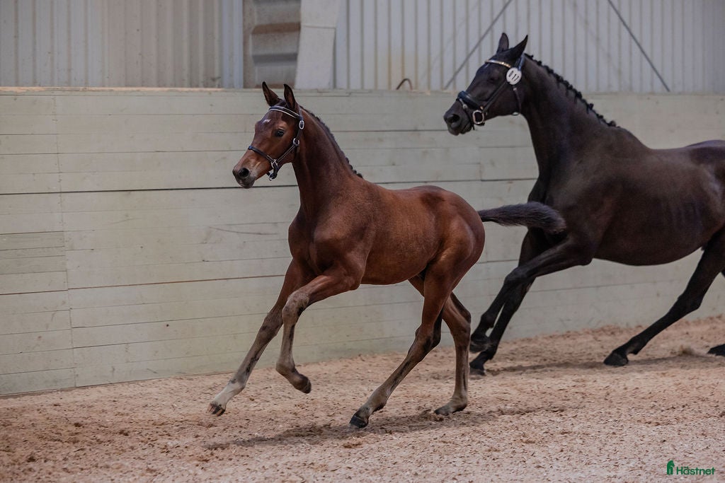  hästar Ädel hingst e: Devin Franco GJ 🌟 i Torsö - Annons 3