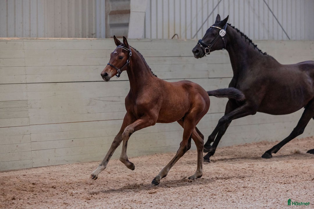 Dressyr hästar till salu: Ädel hingst e: Devin Franco GJ 🌟 i Torsö - Annons 2