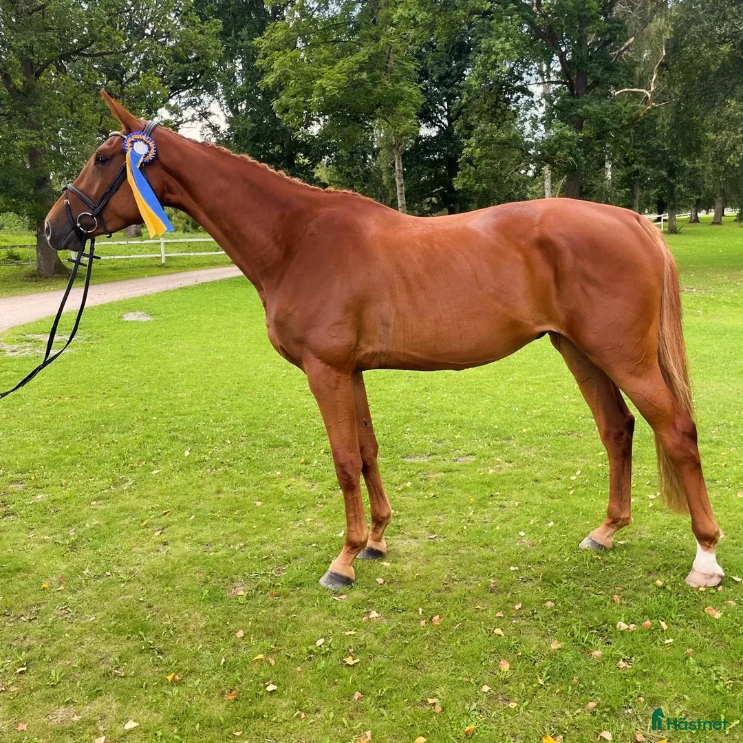  hästservice finnes: Rehabuppstallning/semesteruppstallning/inridning  i Kristdala - Annons 7