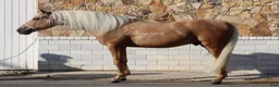 Dressyr hästar till salu: Palomino PRE hingst i Halmstad - Annons 3