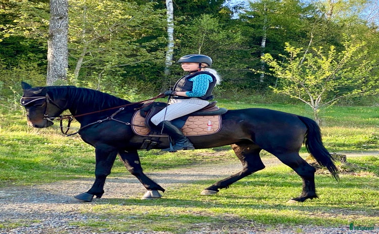  hästar i Björketorp - Annons 2