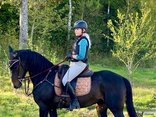 hästar i Björketorp - Annons 28