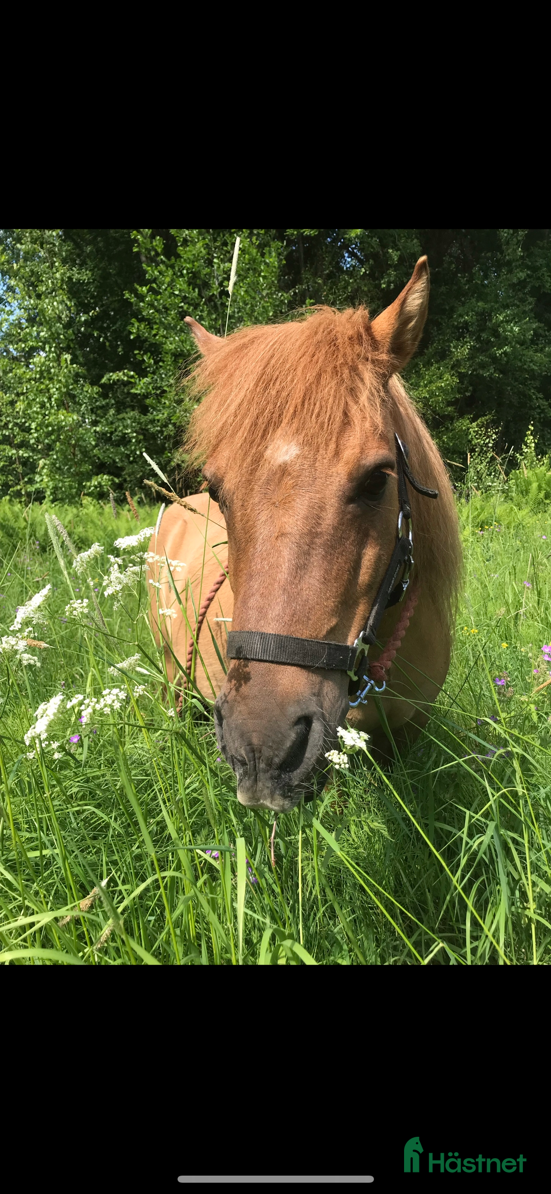 Övrigt hästar till salu: Världens mesta Isor  i Söderhamn - Annons 9