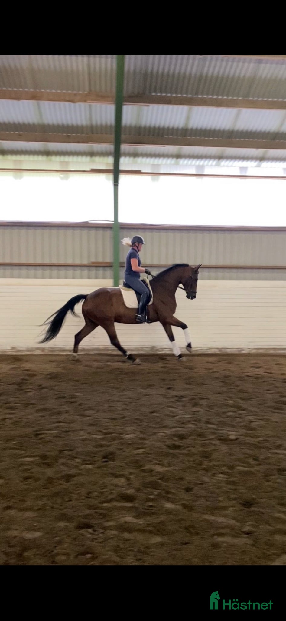  hästar Trevlig dressyrvalack! - Annons 2