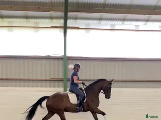 hästar Trevlig dressyrvalack! - Annons 2