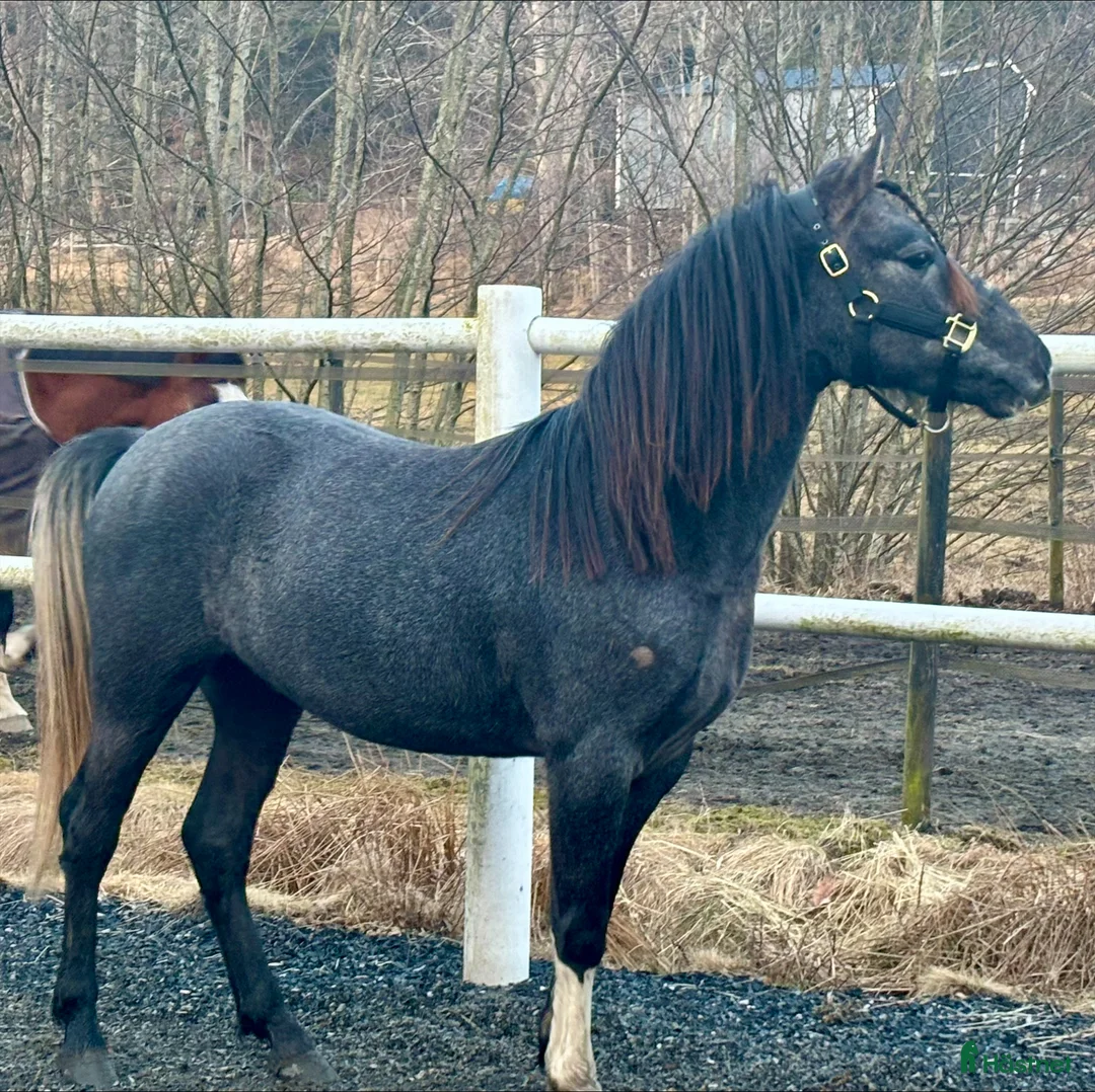 Allround hästar till salu: Framtida tävlingsponny - Annons 2