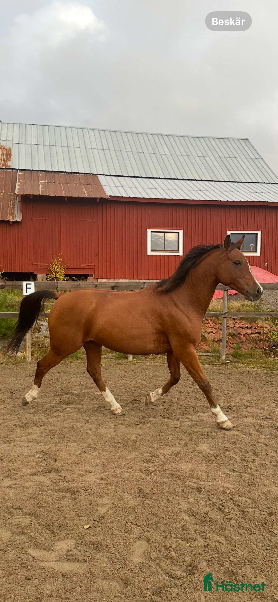 Allround hästar till salu: Drömponnyn söker fodervärd i Råda - Annons 1