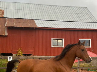 hästar Drömponnyn söker fodervärd i Råda - Annons 7