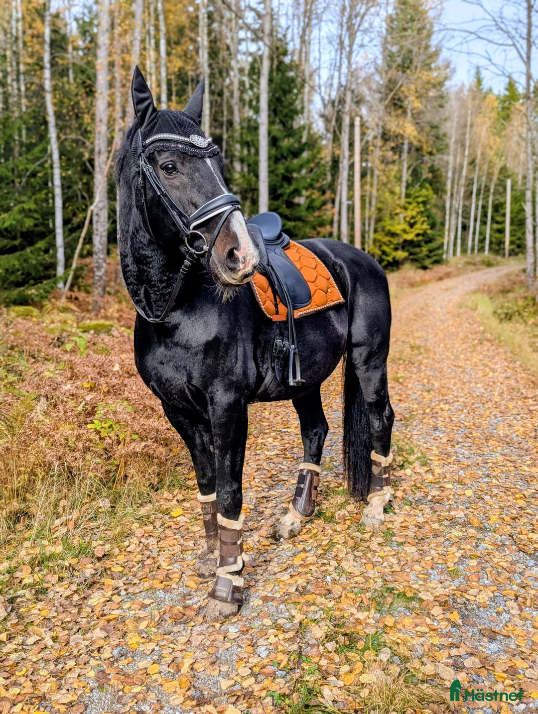 Dressyr hästar till salu: Finaste killen❤️ Rätt hem viktigare än priset i Närkesberg - Annons 2