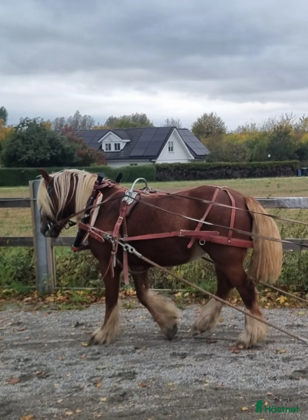 Allround hästar till salu: Drömponny irish cob sto unghäst fux  i Lund - Annons 2