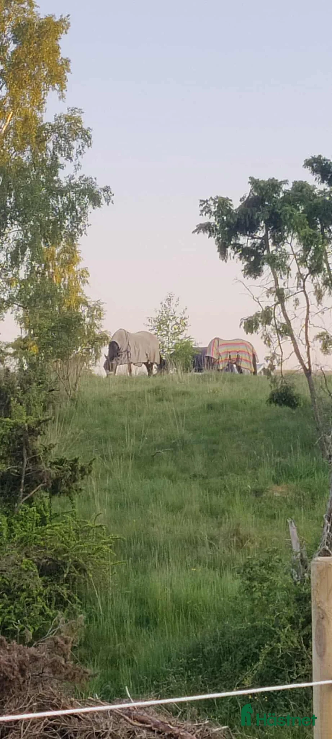  stallplats finnes: Sommarbete/Tillfällig uppstallning sommaren 2026 - Annons 1