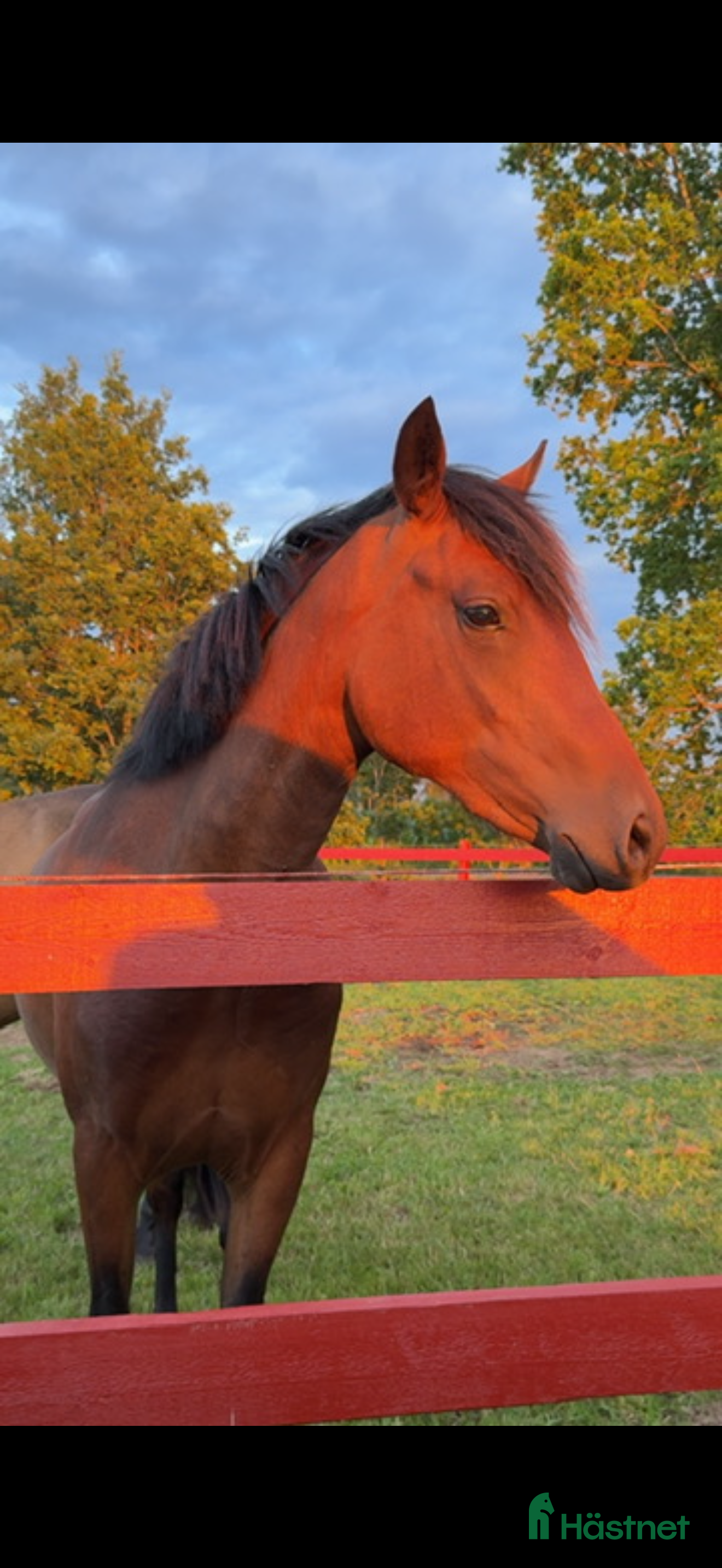  hästar Ungponny e. Hembys Florian - Annons 14