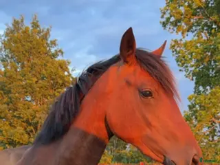 hästar Ungponny e. Hembys Florian - Annons 14