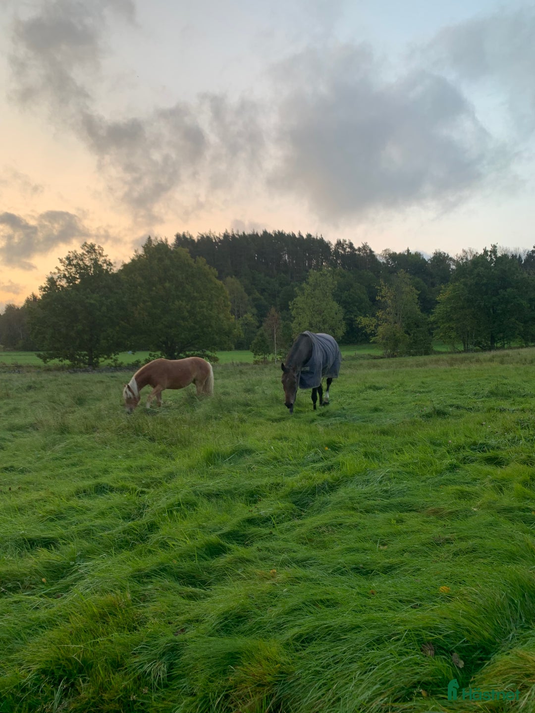Hoppning hästar sökes: Hopphäst sökes - Annons 3