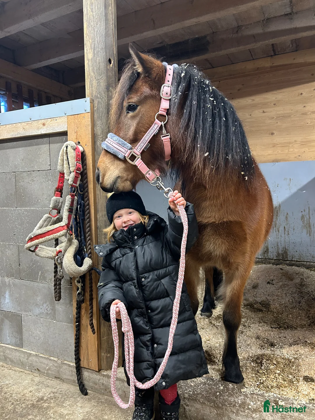 Allround hästar till salu: Världens goaste tjej  - Annons 2