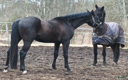 Hoppning hästar till salu: Svart treårshingst - Annons 1