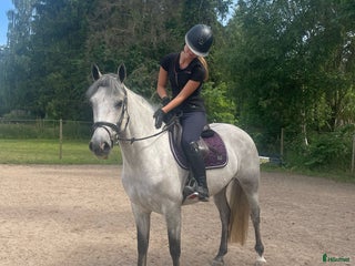 Allround hästar till salu: 4 årigt D-ponny sto i Flyinge - Annons 1