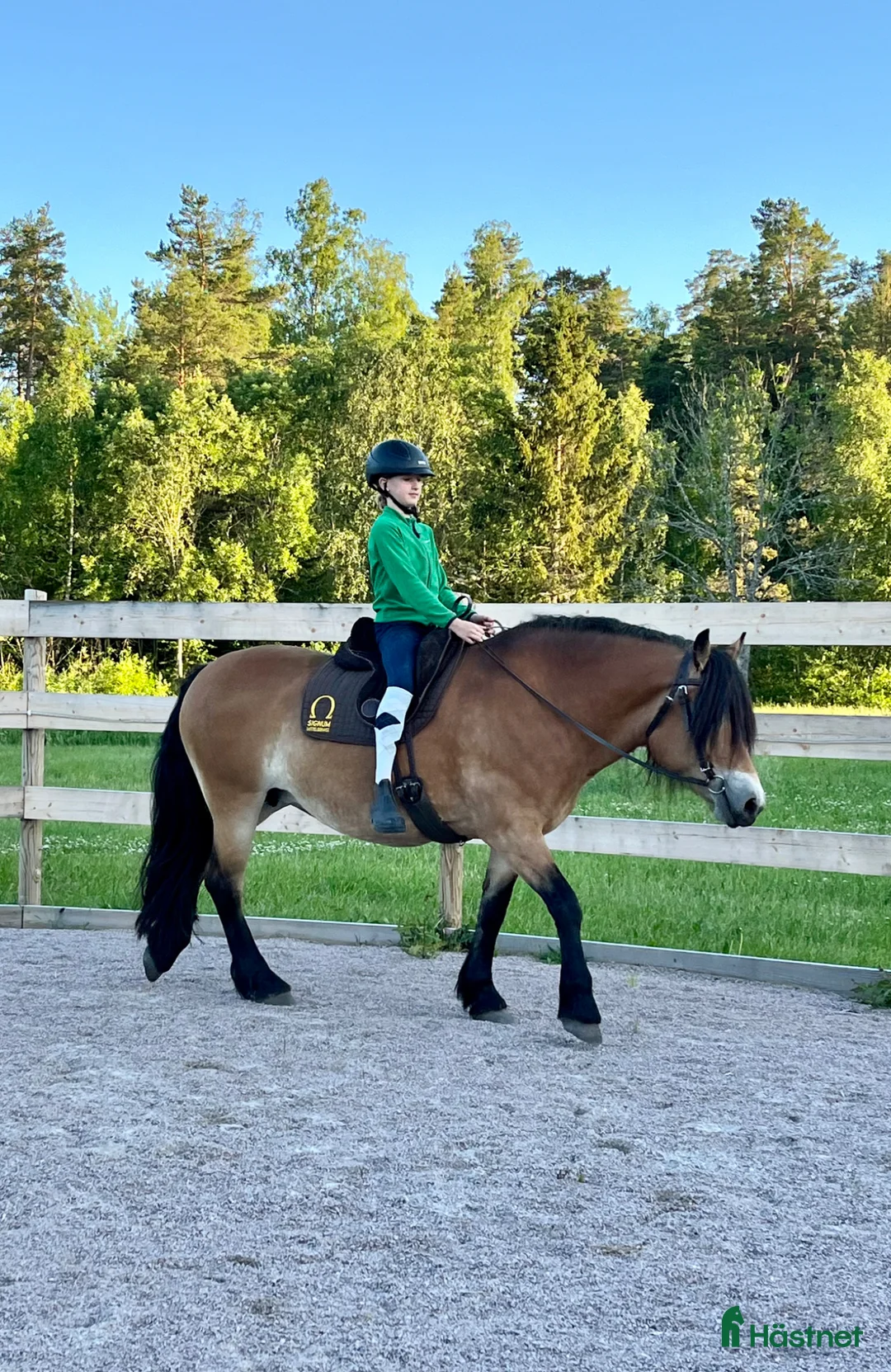 Sadlar hästutrustning till salu: Barbackapad Omega Signum  - Annons 4