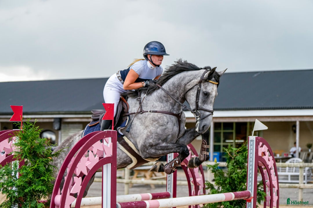  hästservice finnes: Inridning, tillridning och försäljning  i Klågerup - Annons 5