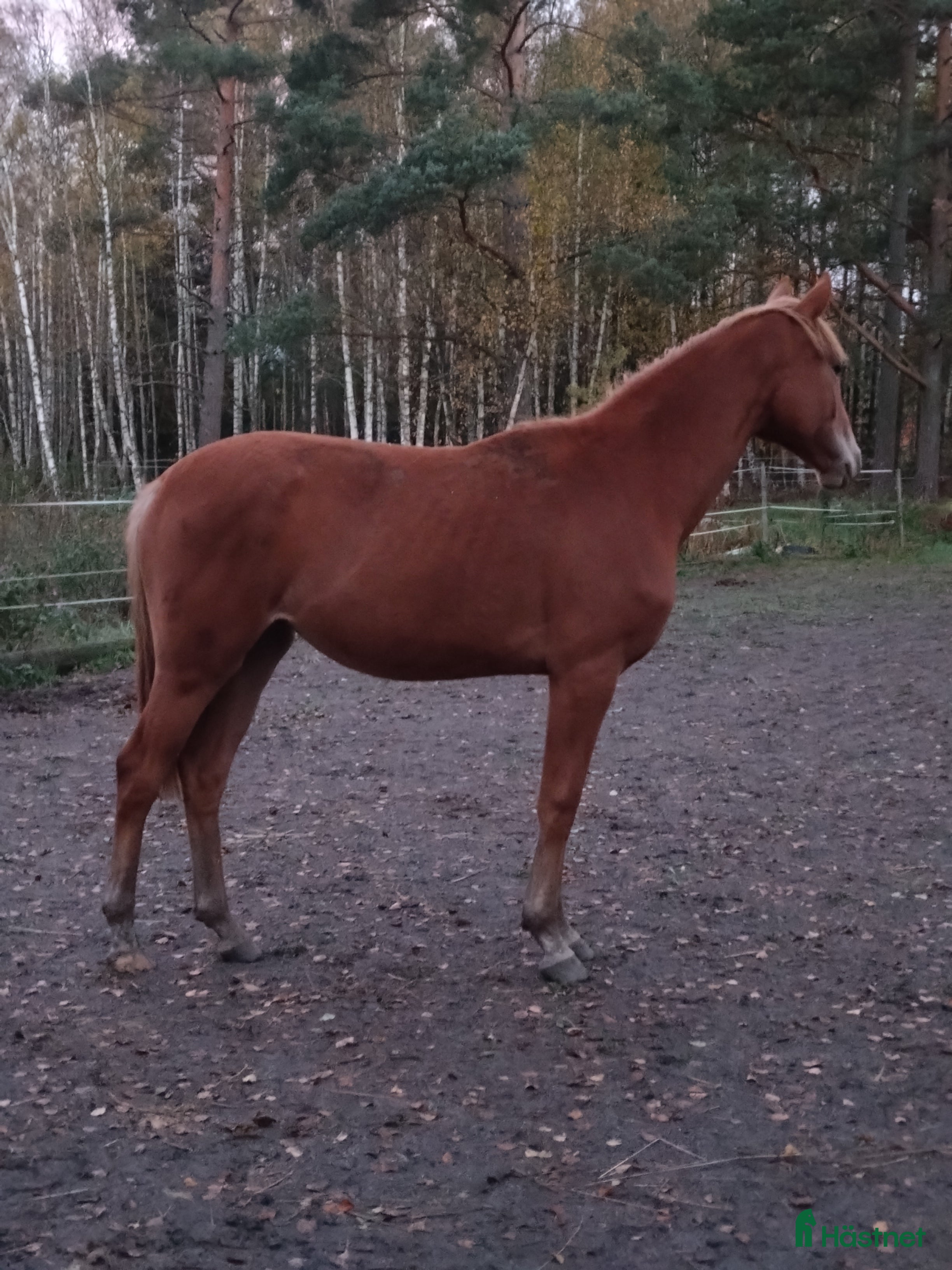  hästar Välstammat sto  i Glava - Annons 15