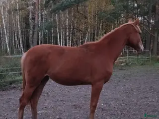 hästar Välstammat sto i Glava - Annons 2