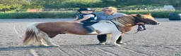 Allround hästar till salu: Super Bosse är till salu  - Annons 4