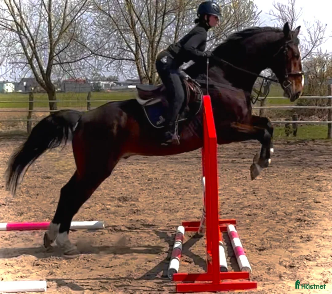 Allround hästar till salu: 9-Year-Old Polish Warmblood Gelding – 166 cm - Annons 2