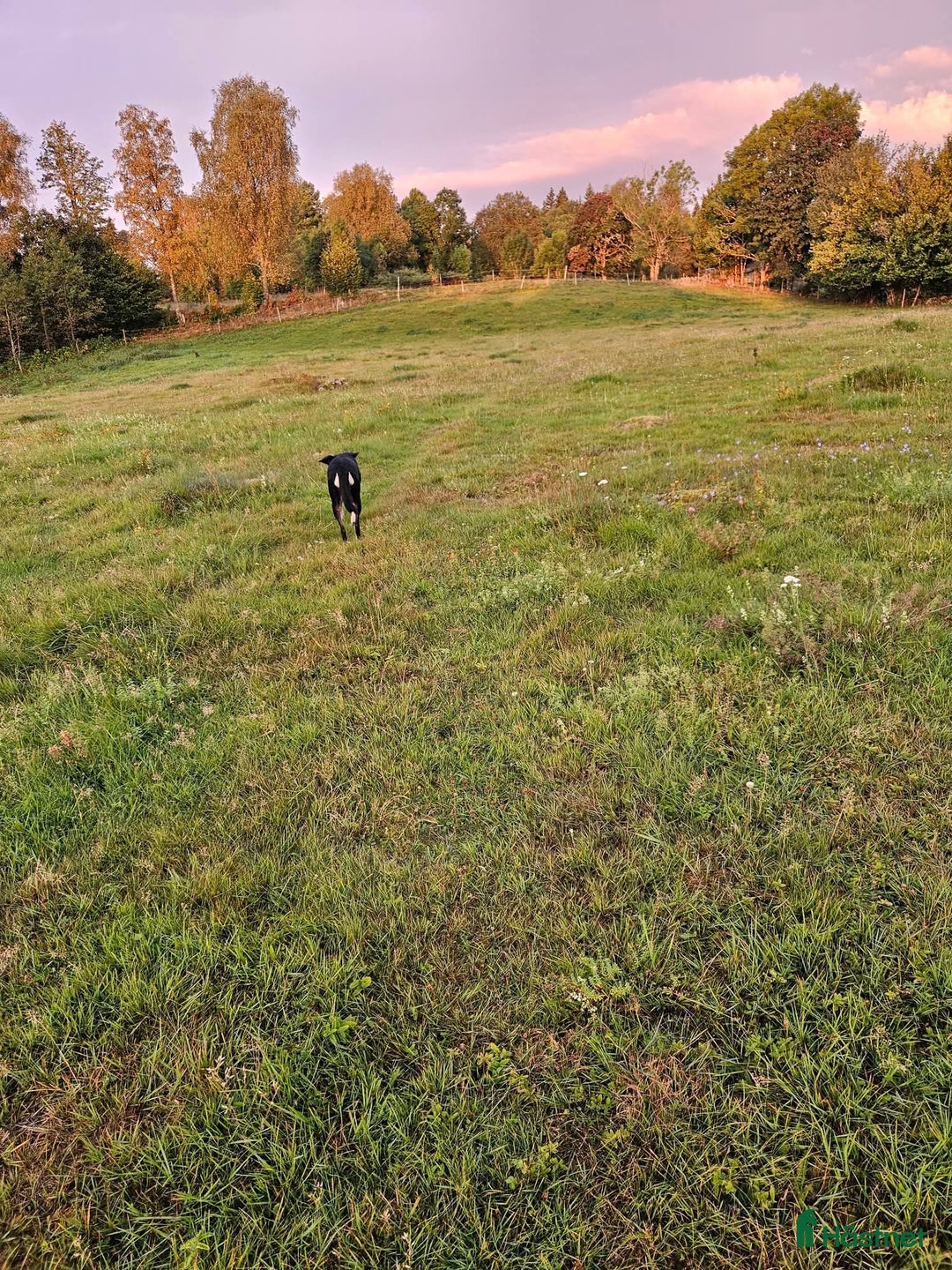  stallplats finnes: Hus på hästgård och stallplatser.  i Ljung - Annons 28