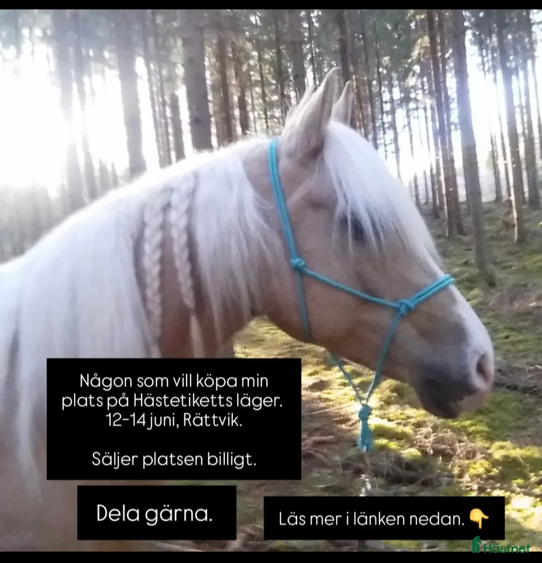  hästservice finnes: 3 dagars läger, fokus på förstå hästen. i Rättvik - Annons 1