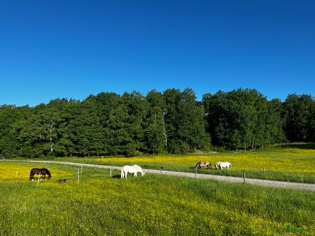  stallplats finnes: Stallplats i Huddinge i Huddinge - Annons 1
