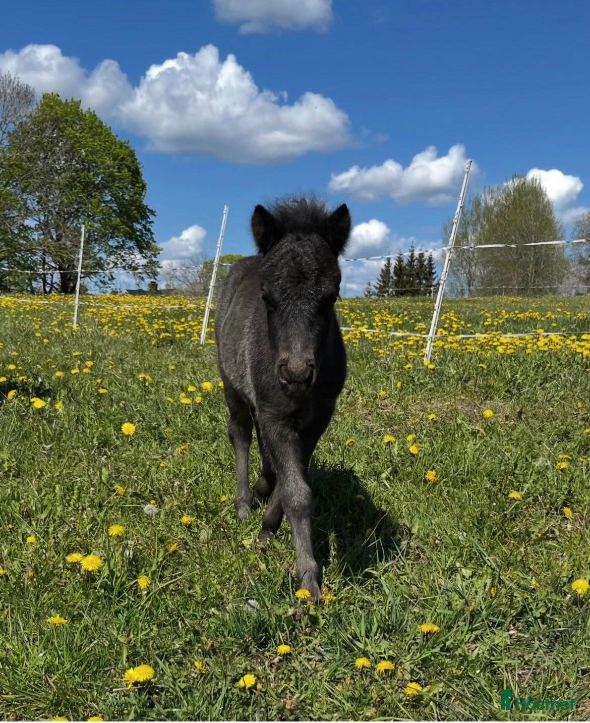  hästar Charmigt shetlandsponnyföl med fin stam - Annons 12