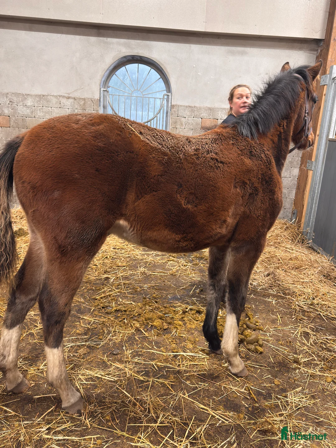 Hoppning hästar till salu: Lovande hingstföl e Pink Floyd - Annons 2