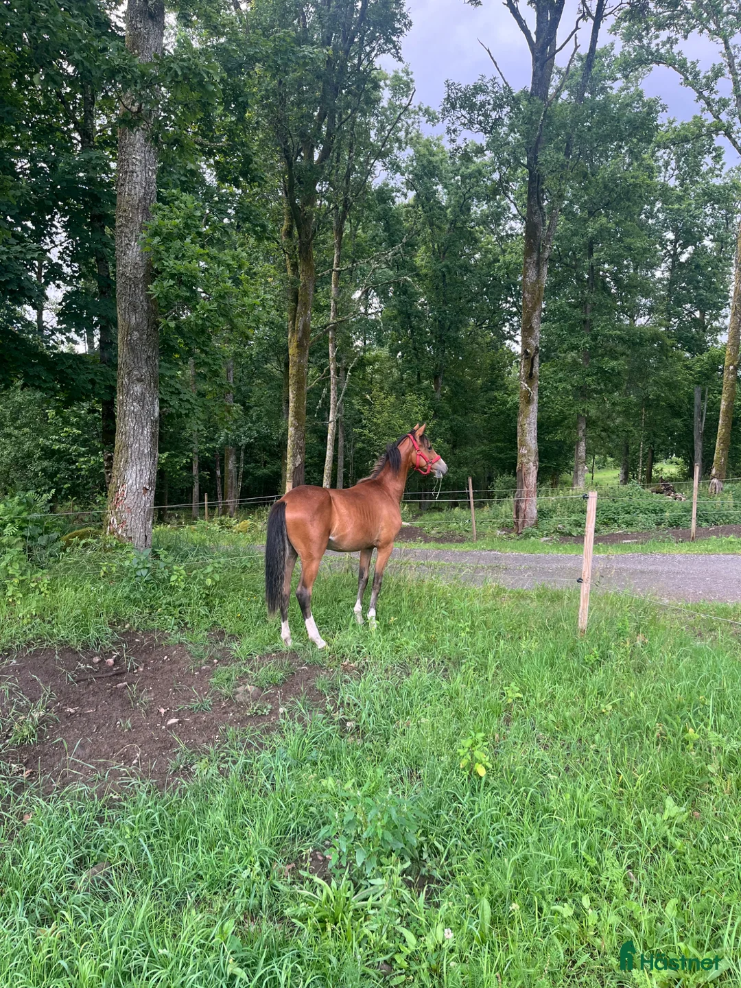 Allround hästar till salu: Social och trevlig ungponny ⭐️ - Annons 2