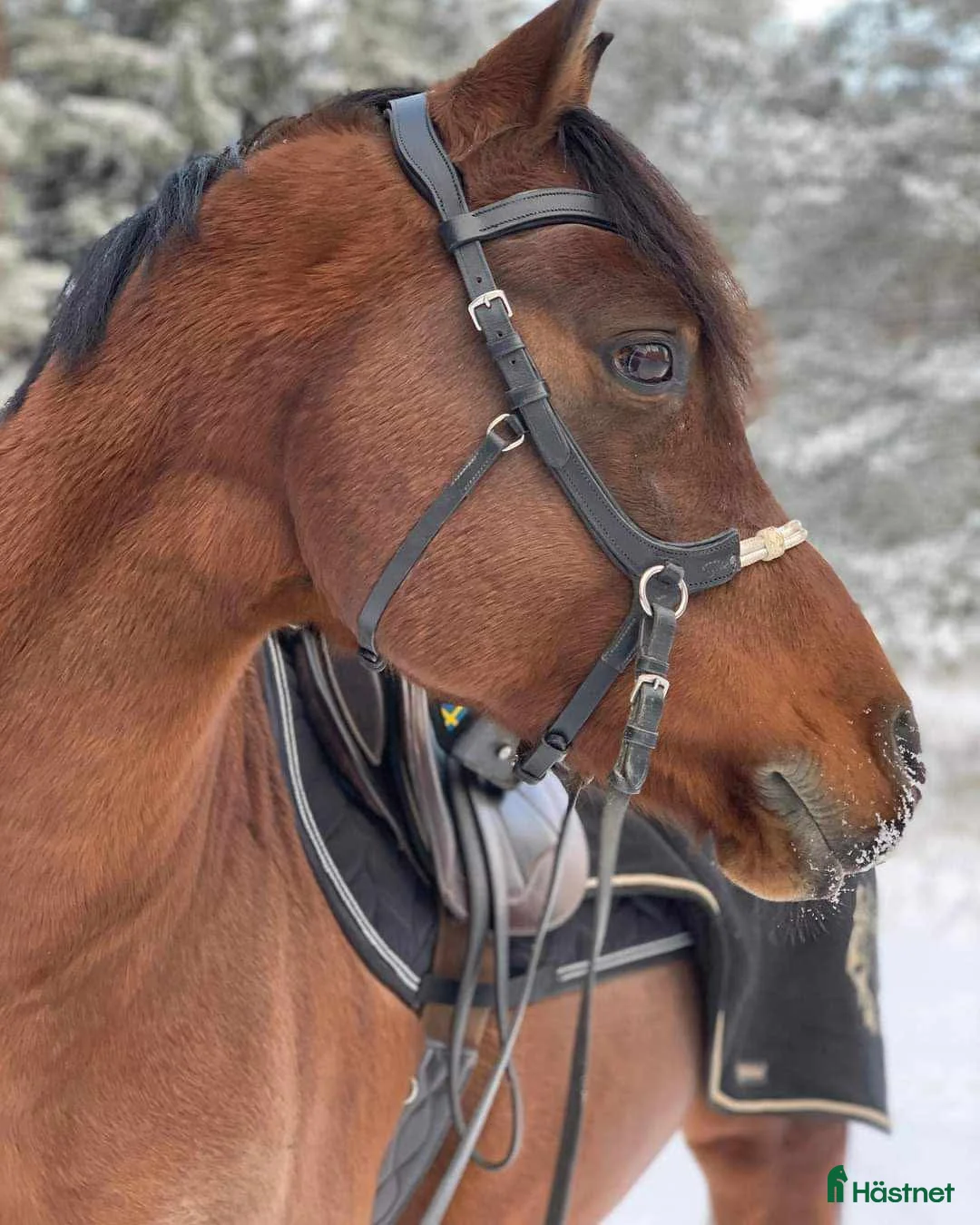  foderhäst finnes: Stor arabvalack - Annons 1