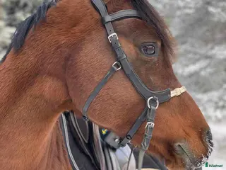 foderhäst finnes: Stor arabvalack - Annons 1