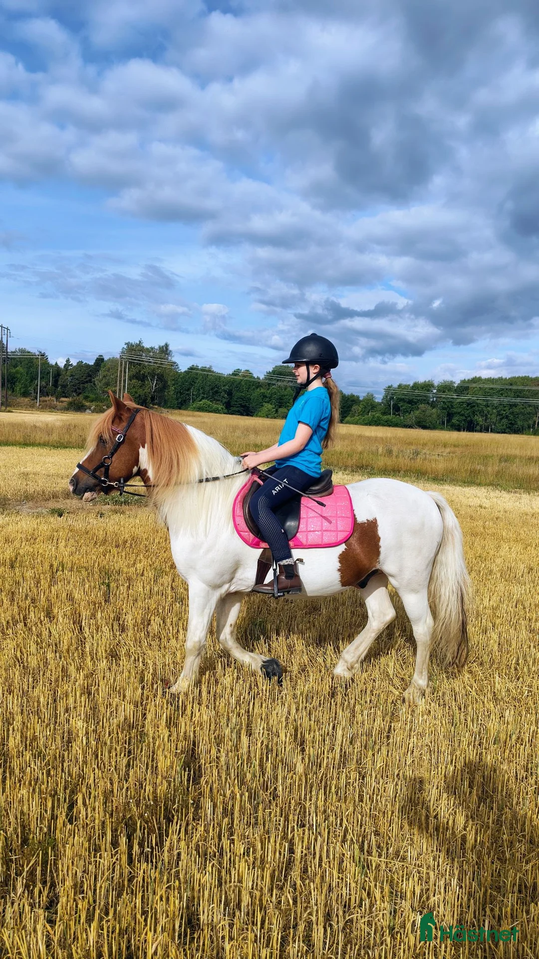 medryttarhäst finnes: Medryttare till grövre c-ponnyvalack 🐴 - Annons 1