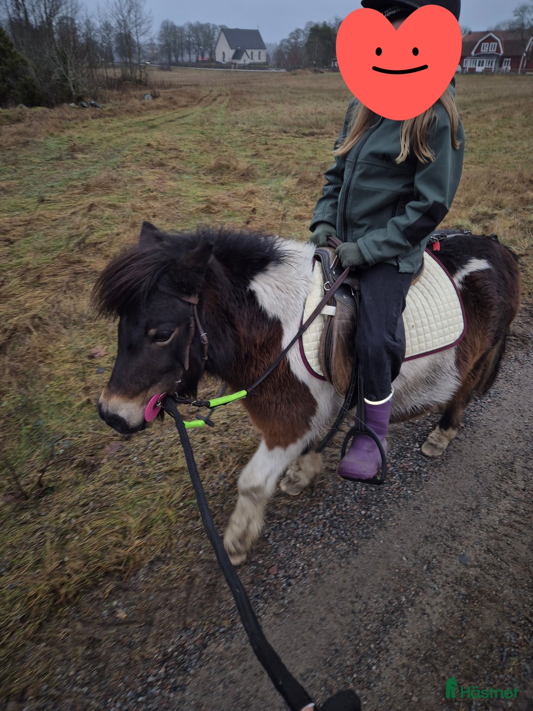 Allround hästar till salu: En underbar liten stjärna  i Norrtälje - Annons 1