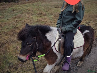 hästar En underbar liten stjärna i Norrtälje - Annons 4