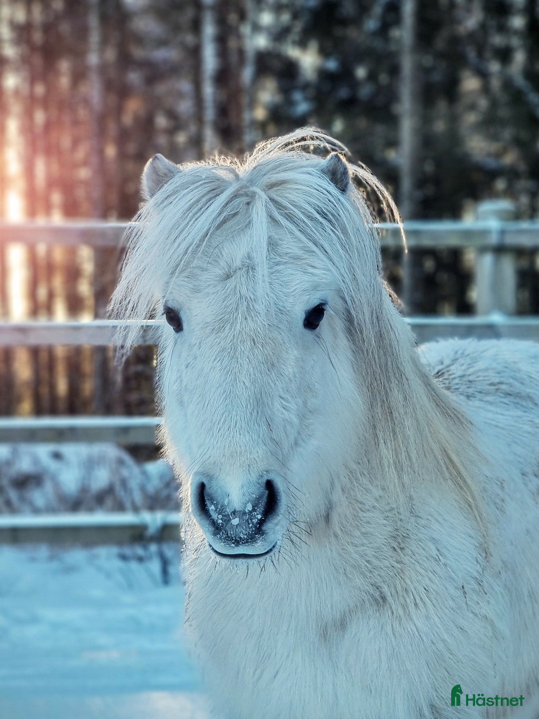 Allround hästar till salu: Sagoponny till salu i Köping - Annons 1