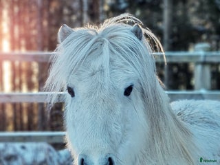 hästar Sagoponny till salu i Köping - Annons 14