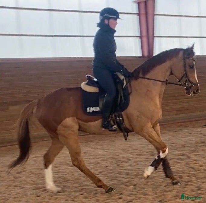 Allround hästar till salu: Trevlig valack 6 år - allround/fälttävlan - Annons 3